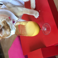Tekir Kedi, Kedi  Mia fotoğrafı
