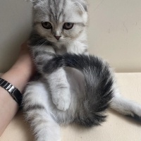 Scottish Fold, Kedi  SEVİMLİ SCOTTİSH FOLD YAVRULAR fotoğrafı
