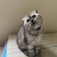 Scottish Fold, Kedi  SEVİMLİ SCOTTİSH FOLD YAVRULAR fotoğrafı