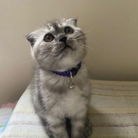 Scottish Fold, Kedi  SEVİMLİ SCOTTİSH FOLD YAVRULAR fotoğrafı