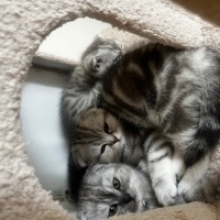 Scottish Fold, Kedi  SEVİMLİ SCOTTİSH FOLD YAVRULAR fotoğrafı
