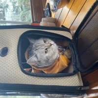 Scottish Fold, Kedi  SEVİMLİ SCOTTİSH FOLD YAVRULAR fotoğrafı