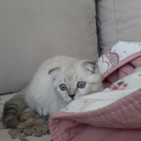 Scottish Fold, Kedi  Pamuk fotoğrafı