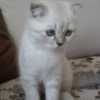 Scottish Fold, Kedi  Pamuk fotoğrafı