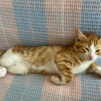 Sarman, Kedi  Burhan fotoğrafı