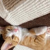 Sarman, Kedi  Burhan fotoğrafı