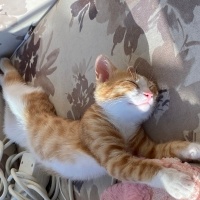 Sarman, Kedi  Burhan fotoğrafı