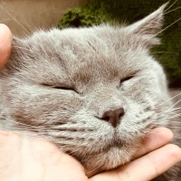 British Shorthair, Kedi  Merlin fotoğrafı