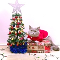 British Shorthair, Kedi  Merlin fotoğrafı