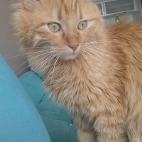 Tekir Kedi, Kedi  Haşmet fotoğrafı