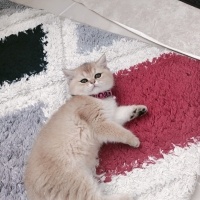 British Shorthair, Kedi  Mia fotoğrafı
