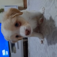 Maltese, Köpek  Isimsiz fotoğrafı