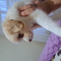 Maltese, Köpek  Isimsiz fotoğrafı
