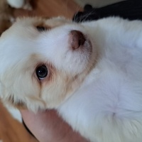 Maltese, Köpek  Isimsiz fotoğrafı