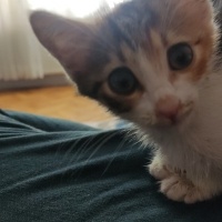 Tekir Kedi, Kedi  Maysa fotoğrafı