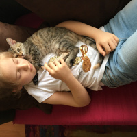 Tekir Kedi, Kedi  Kuzu fotoğrafı