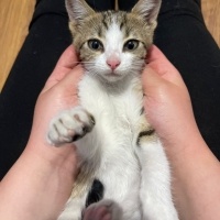 Tekir Kedi, Kedi  MİA fotoğrafı