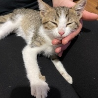 Tekir Kedi, Kedi  MİA fotoğrafı