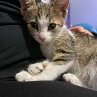 Tekir Kedi, Kedi  MİA fotoğrafı