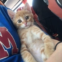 Sarman, Kedi  Tarçın fotoğrafı