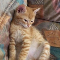 Sarman, Kedi  Tarçın fotoğrafı