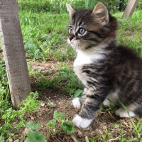 Tekir Kedi, Kedi  Fosil fotoğrafı