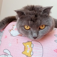 British Shorthair, Kedi  Prens fotoğrafı