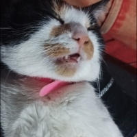 Tekir Kedi, Kedi  Nazike fotoğrafı