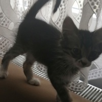 Tekir Kedi, Kedi  Tekila fotoğrafı
