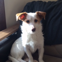 Jack Russell Terrier, Köpek  Marla fotoğrafı
