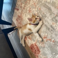 Tekir Kedi, Kedi  Cesur fotoğrafı
