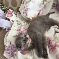 Scottish Fold, Kedi  Zeze fotoğrafı