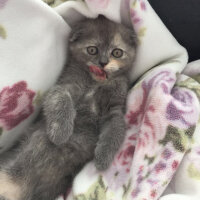 Scottish Fold, Kedi  Zeze fotoğrafı