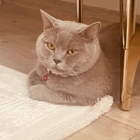 British Shorthair, Kedi  Gölge fotoğrafı