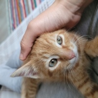 Tekir Kedi, Kedi  Karamel fotoğrafı