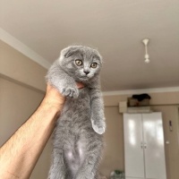 Scottish Fold, Kedi  Mükemmel bir Scottish Fold yavrusu. fotoğrafı