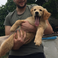 Golden Retriever, Köpek  Balım fotoğrafı