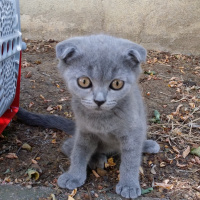 Scottish Fold, Kedi  Scottish fold_ fotoğrafı