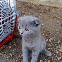 Scottish Fold, Kedi  Scottish fold_ fotoğrafı