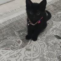 Bombay, Kedi  KÖMÜR fotoğrafı