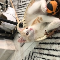 Sarman, Kedi  Mavi fotoğrafı