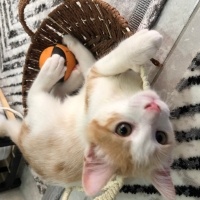 Sarman, Kedi  Mavi fotoğrafı