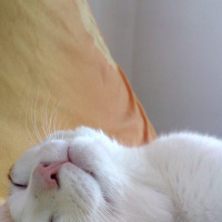 Tekir Kedi, Kedi  Simon fotoğrafı