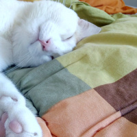 Tekir Kedi, Kedi  Simon fotoğrafı