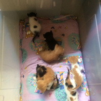 Tekir Kedi, Kedi  minnaklar fotoğrafı