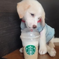Golden Retriever, Köpek  Güneş fotoğrafı