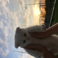 Scottish Fold, Kedi  Bulut fotoğrafı