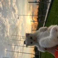 Scottish Fold, Kedi  Bulut fotoğrafı