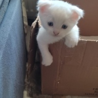 Scottish Fold, Kedi  Bulut fotoğrafı