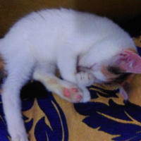 Ankara Kedisi, Kedi  İZMİR fotoğrafı